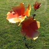 California Poppy