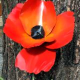 Red Poppy