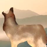 Howling Coyote