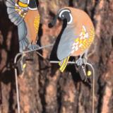 Painted Quail Pair