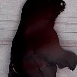 Black Bear