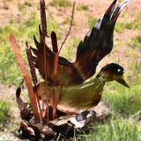 Duck in Cattails