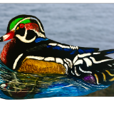 Wood Duck