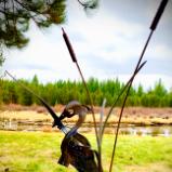 Cattails and Heron