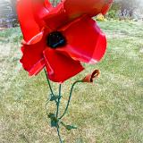 Tall Poppy