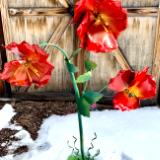 Signature Poppy Shrub