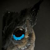 Half Face of Owl